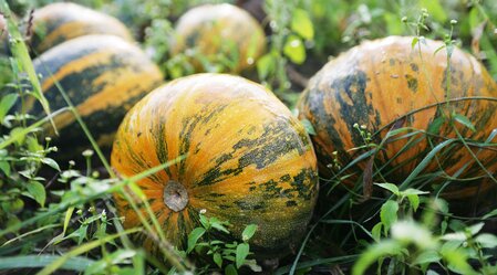 Oil pumpkins - a specialty from Styria | © Thermen- & Vulkanland | Harald Eisenberger